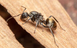 Image de Polyrhachis tubifera Forel 1902