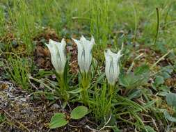 Image of arctic gentian