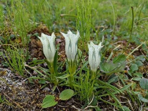 Image of arctic gentian