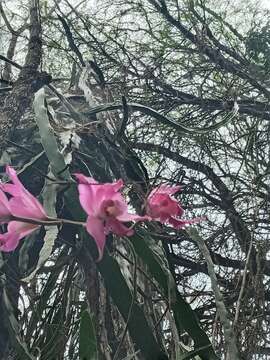 Image of Laelia gouldiana Rchb. fil.