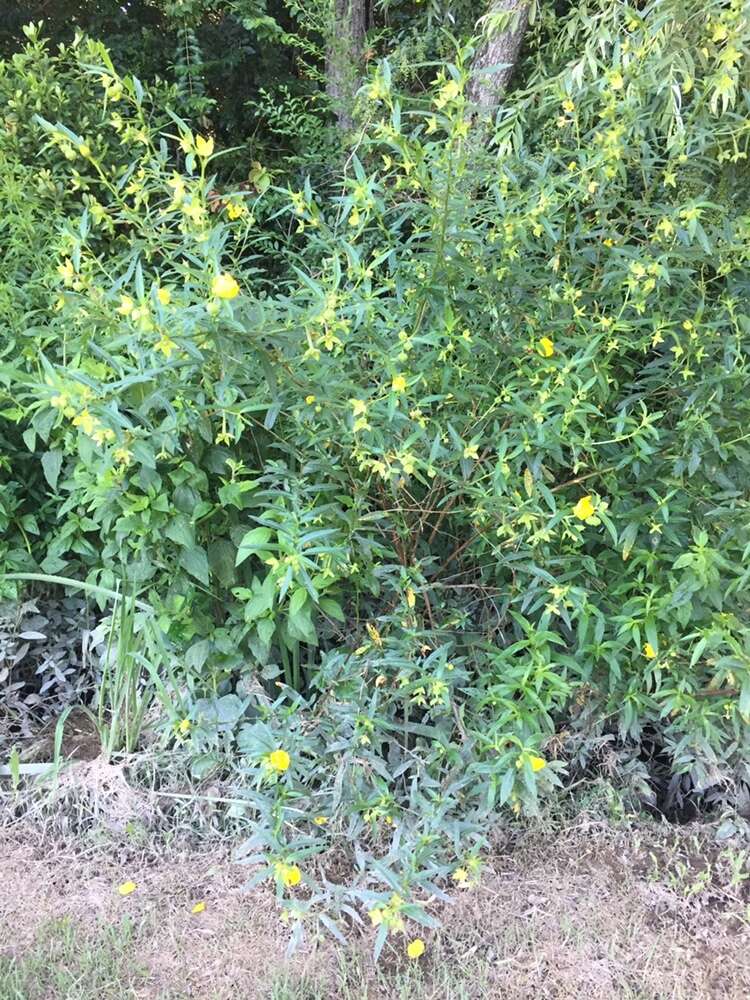 صورة Ludwigia bonariensis (Micheli) Hara