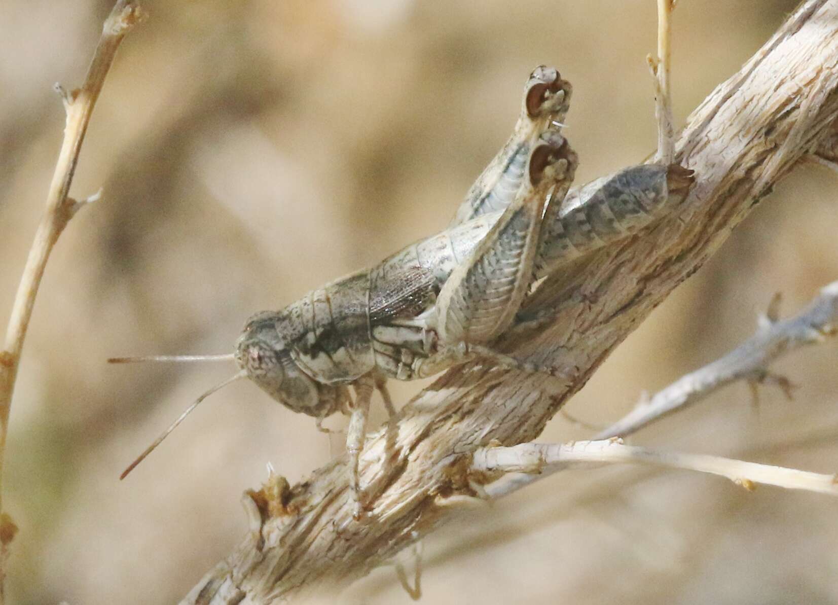 Image of Arid Lands Spur-Throat Grasshopper