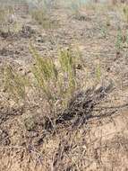 Image of Artemisia pauciflora