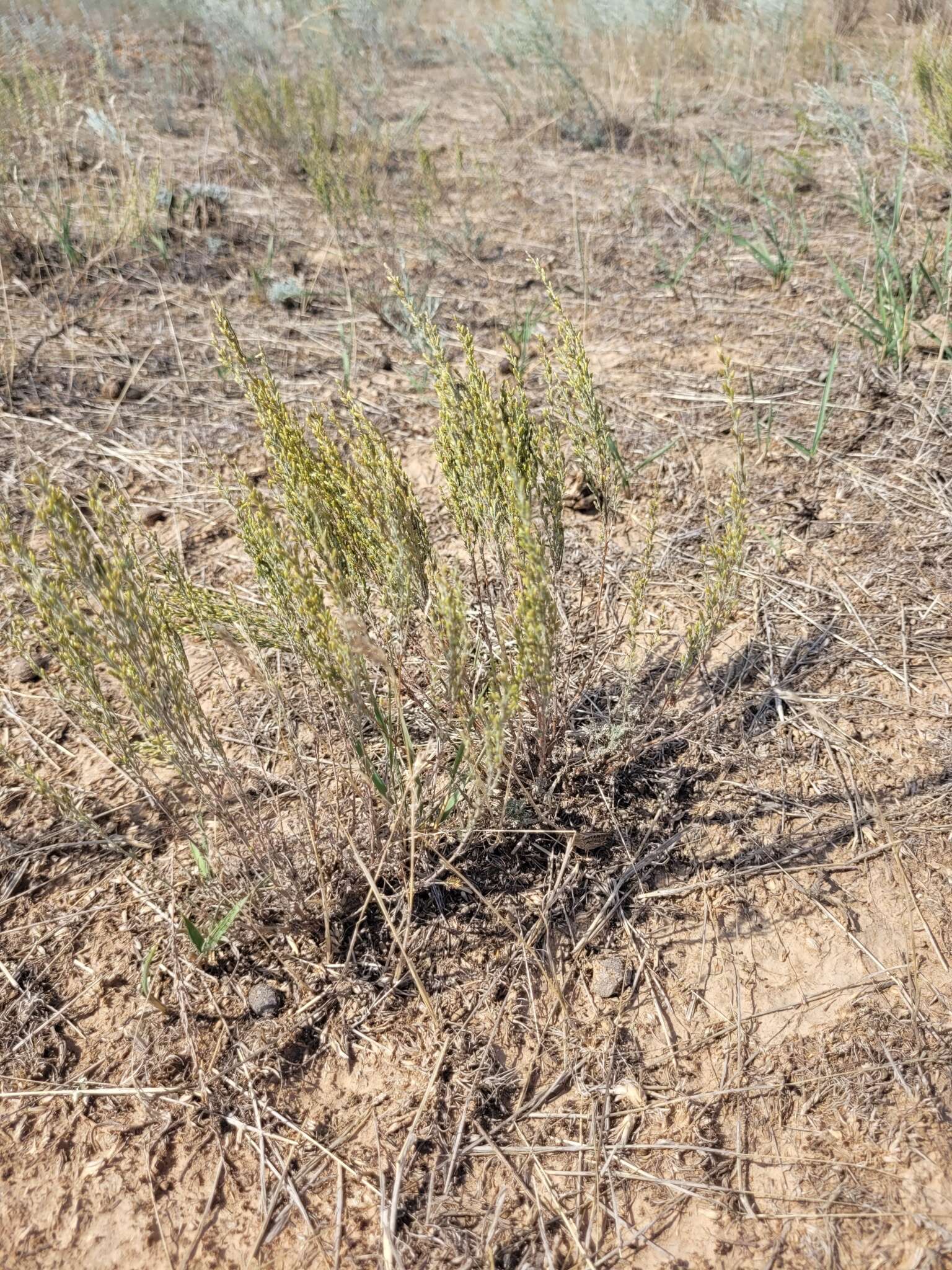 Imagem de Artemisia pauciflora