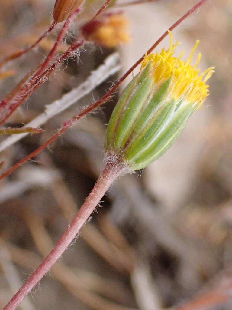 Image of meager pygmydaisy