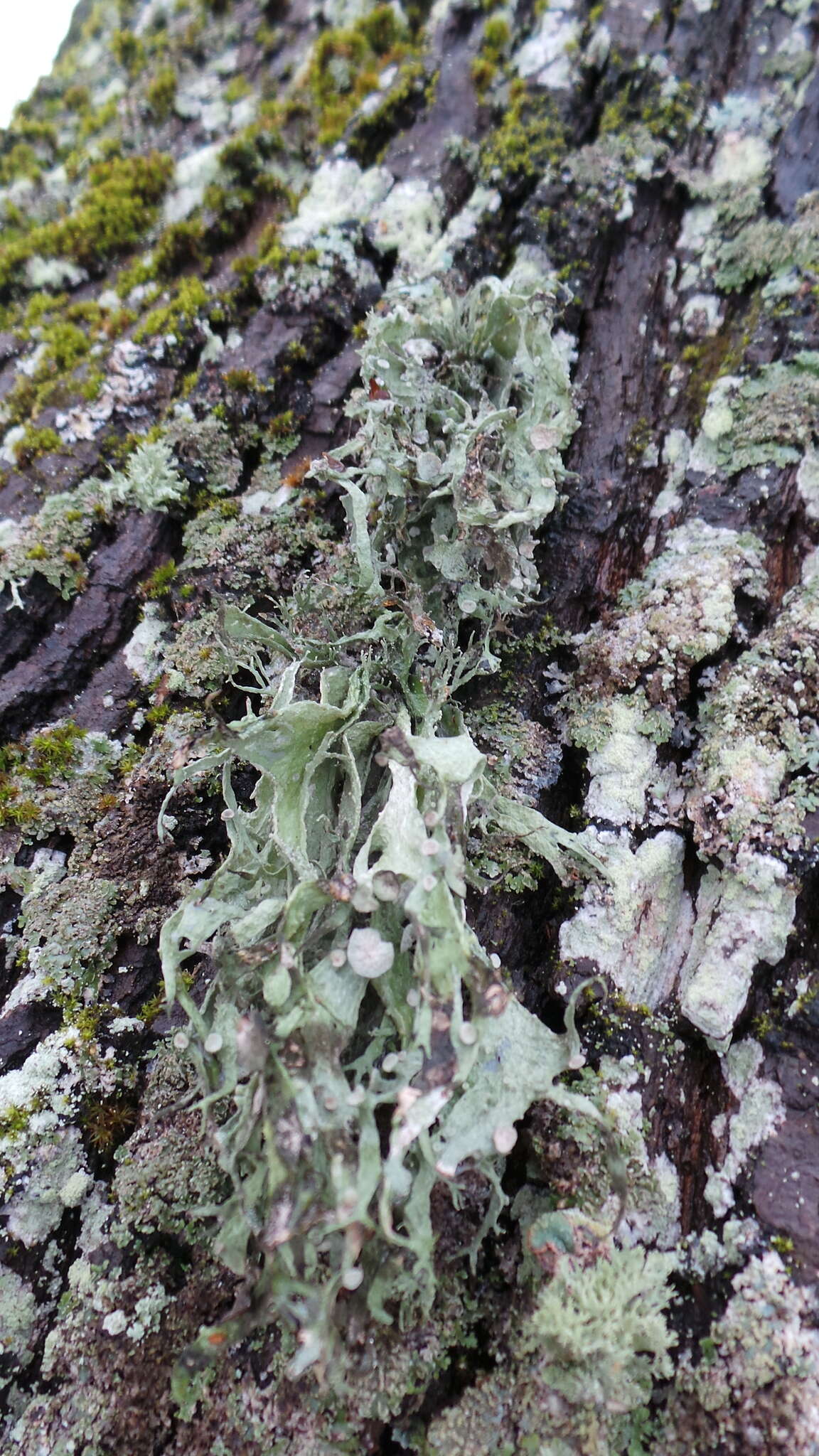 صورة Ramalina fraxinea (L.) Ach.