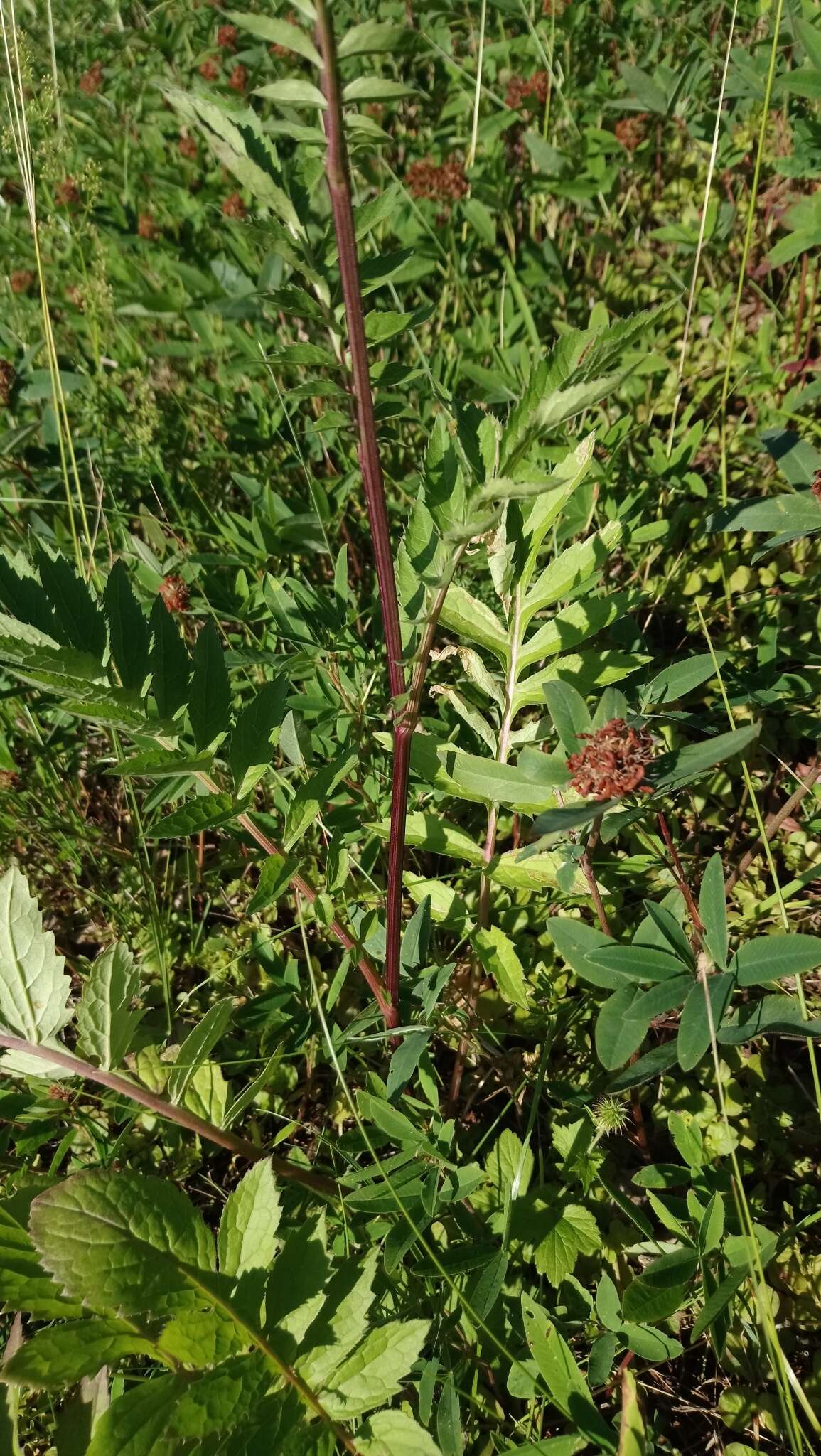 Plancia ëd Serratula coronata L.