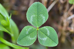 Image of Trifolium raddeanum Trautv.