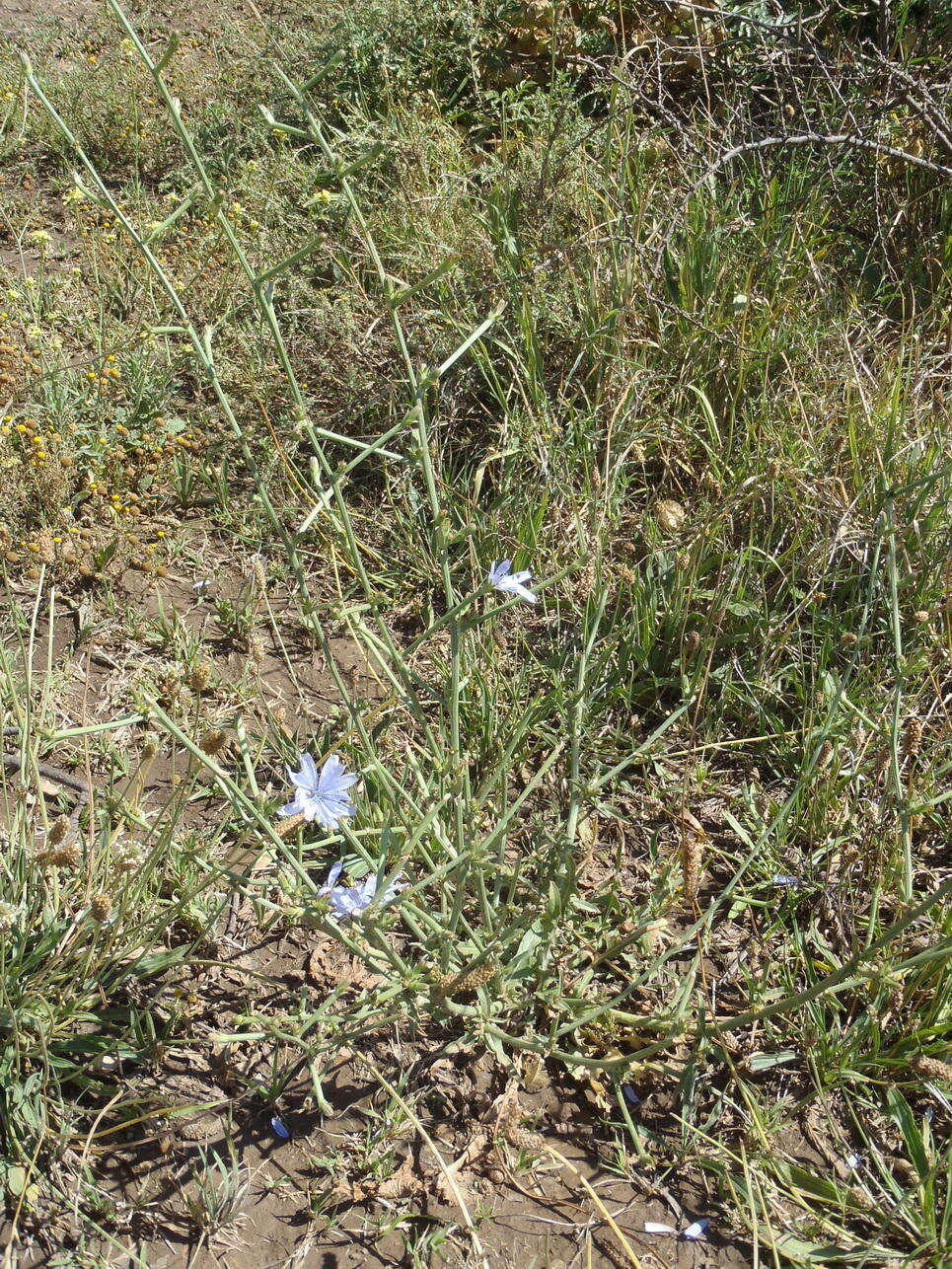 Image of Cichorium intybus subsp. intybus