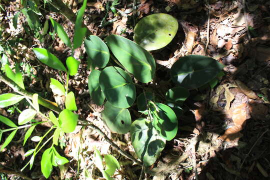 Image of spotted peperomia