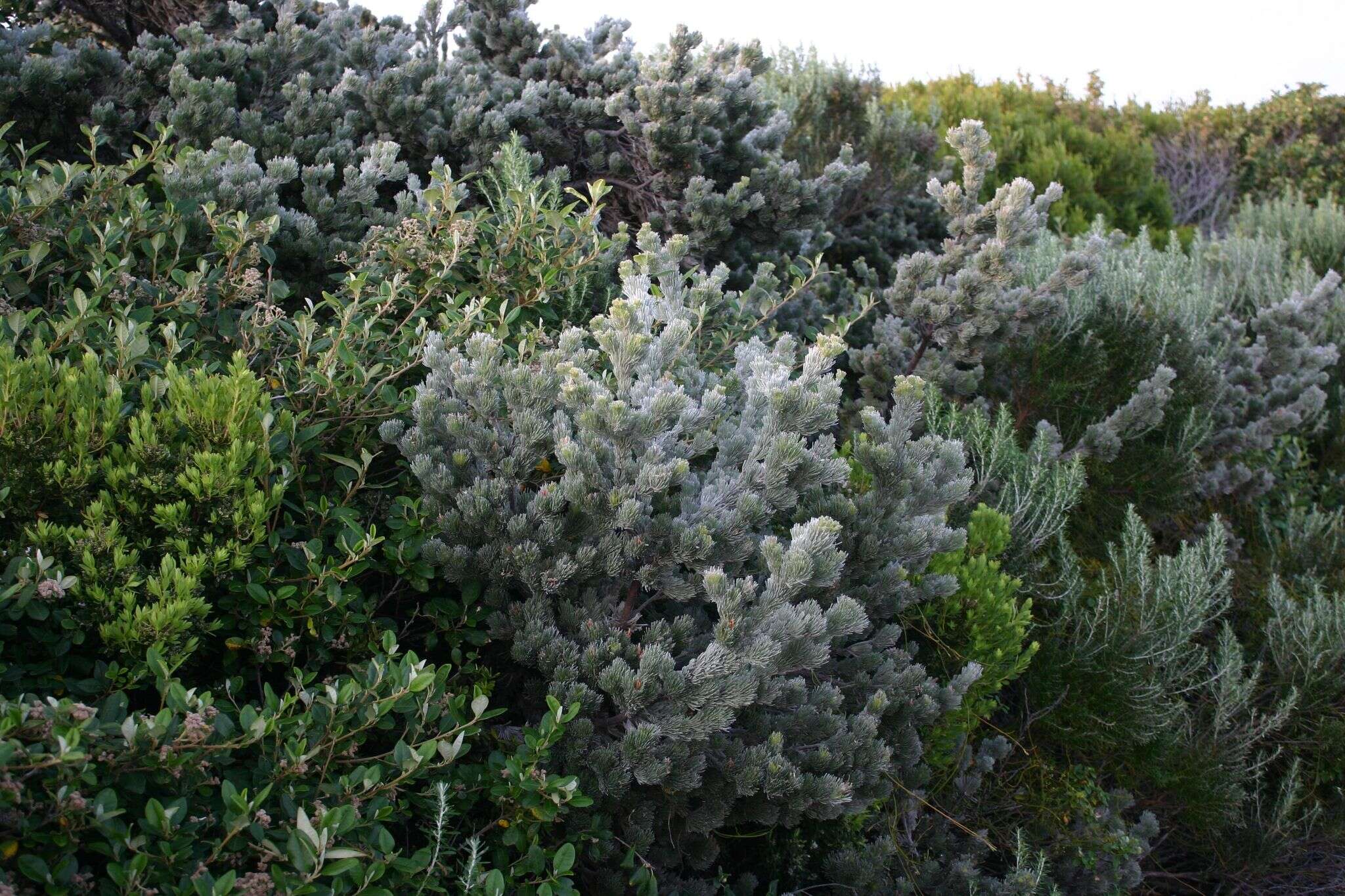 Image of Woolly Bush