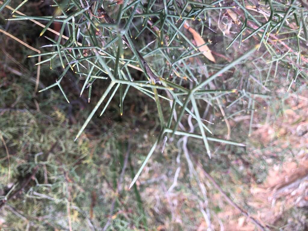 Image of Hakea purpurea Hook.