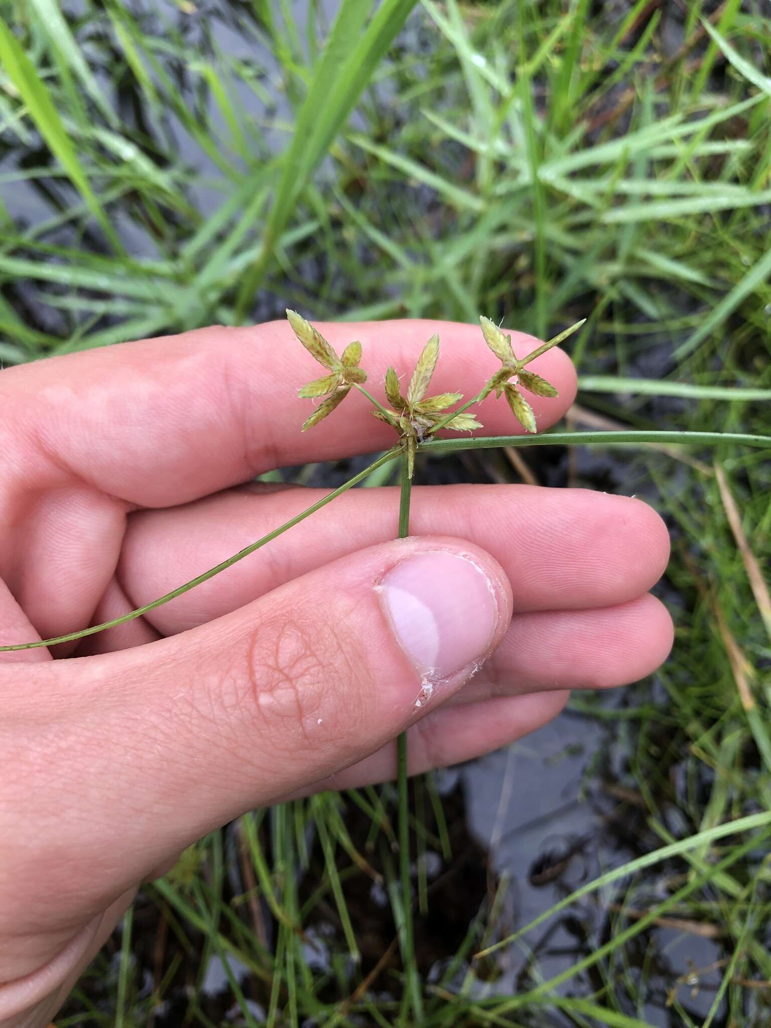 Imagem de Cyperus lanceolatus Poir.