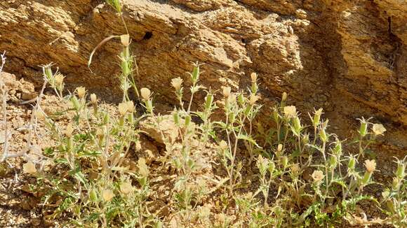 Image of hairy blazingstar