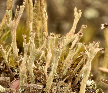 Image of cup lichen