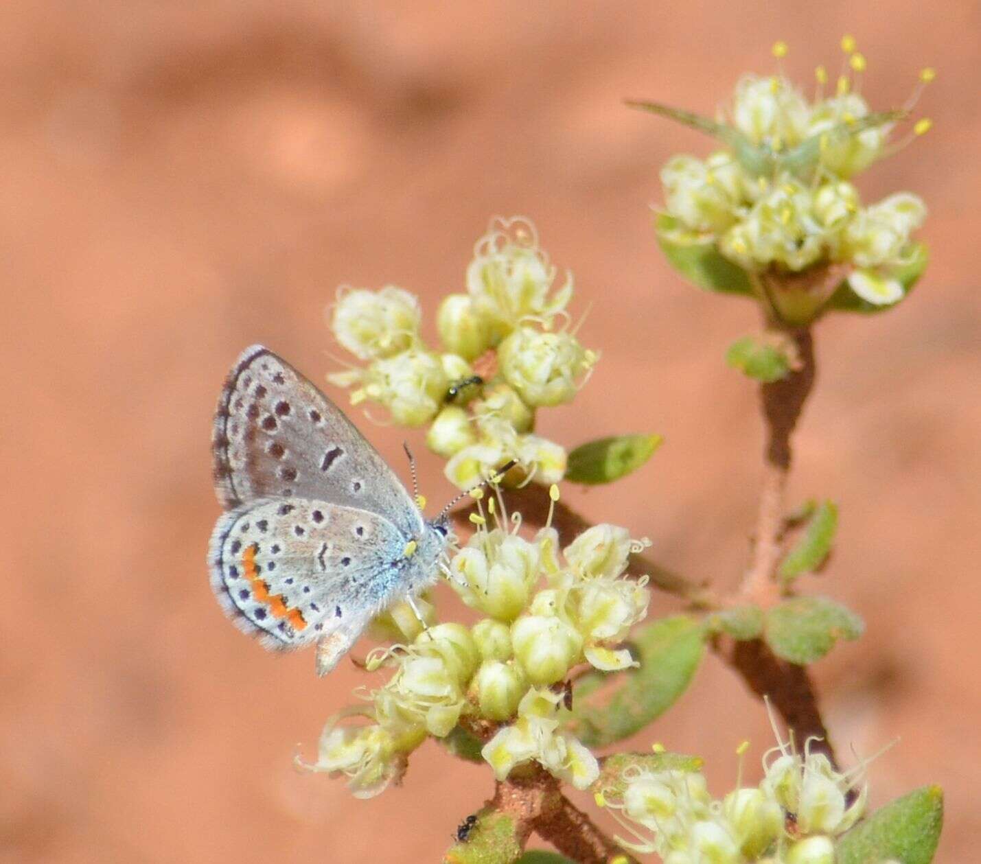 Image of Euphilotes centralis centralis