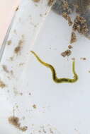 Image of green paddle worm