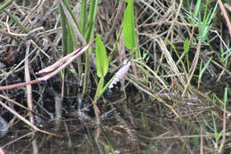 Image of Florida Applesnail