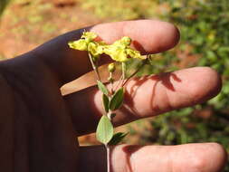 Image of Canary nettle