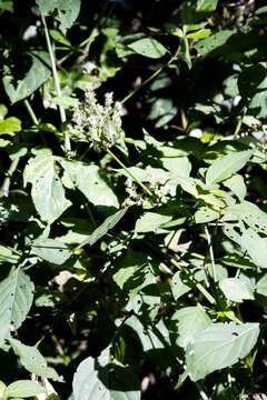 Image of Forest buckweed