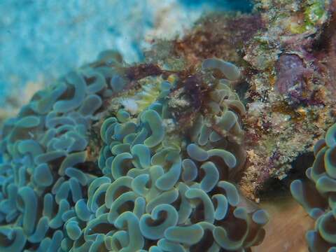 Image of Orangutang crab