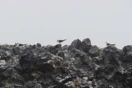 Image of Brown-backed terns