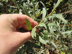 Image of prairie willow