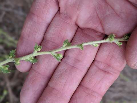 Imagem de Hazardia squarrosa var. grindelioides (DC.) W. D. Clark