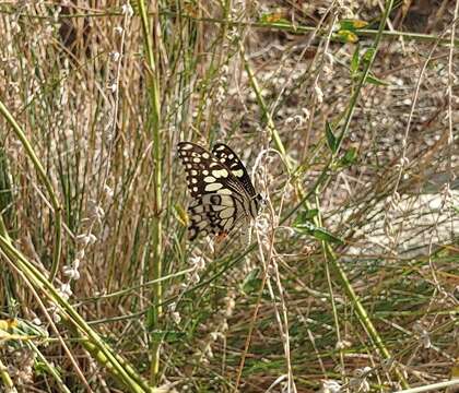 صورة Papilio demoleus Linnaeus 1758