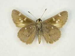 Image of Viereck?s Skipper