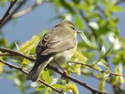 Image of Phylloscopus trochilus acredula (Linnaeus 1758)