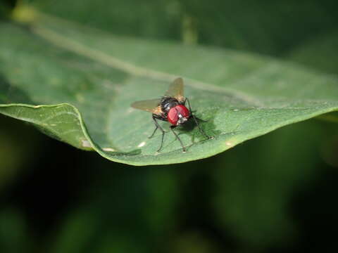 Image of House fly