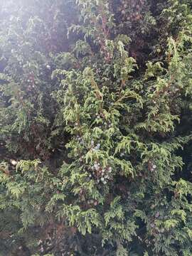 Image of <i>Juniperus <i>monticola</i></i> f. monticola