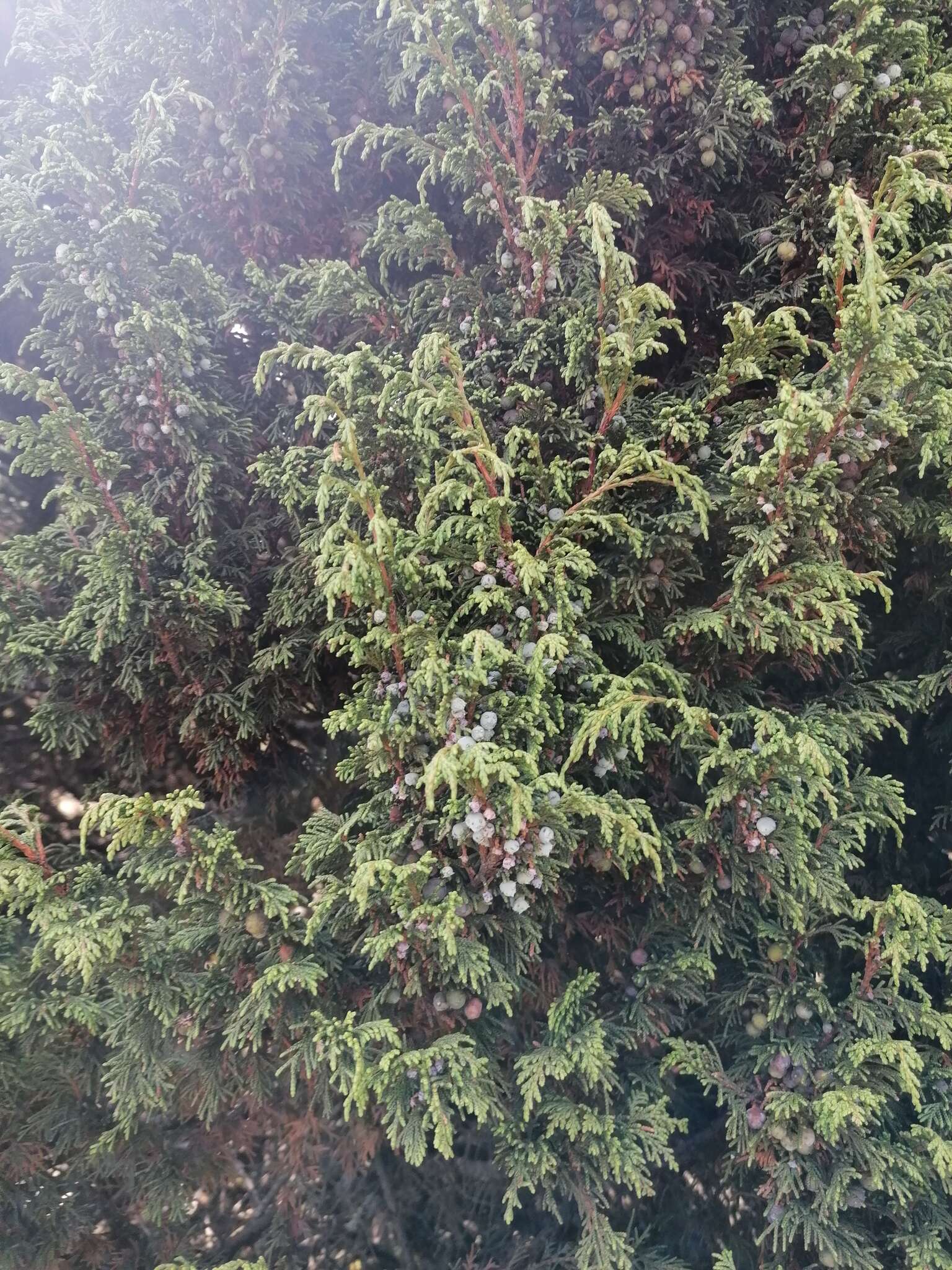 Слика од <i>Juniperus <i>monticola</i></i> f. monticola