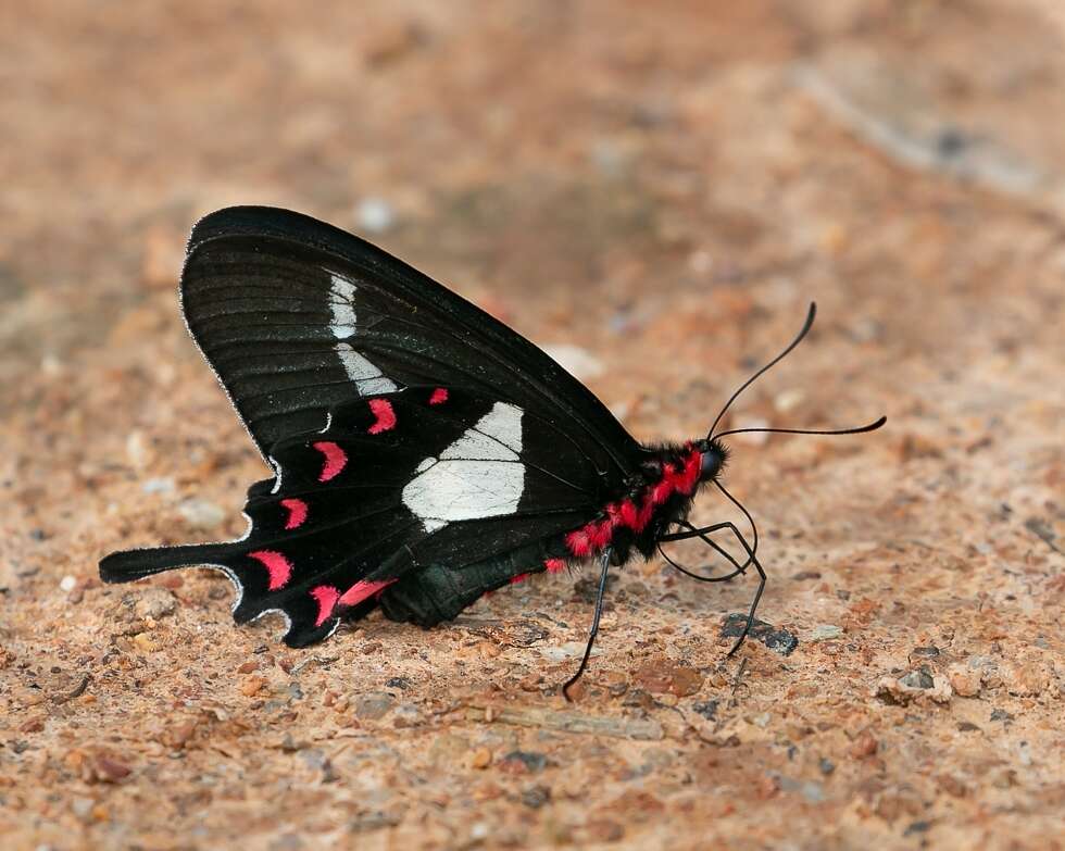 Image of Parides agavus (Drury 1782)