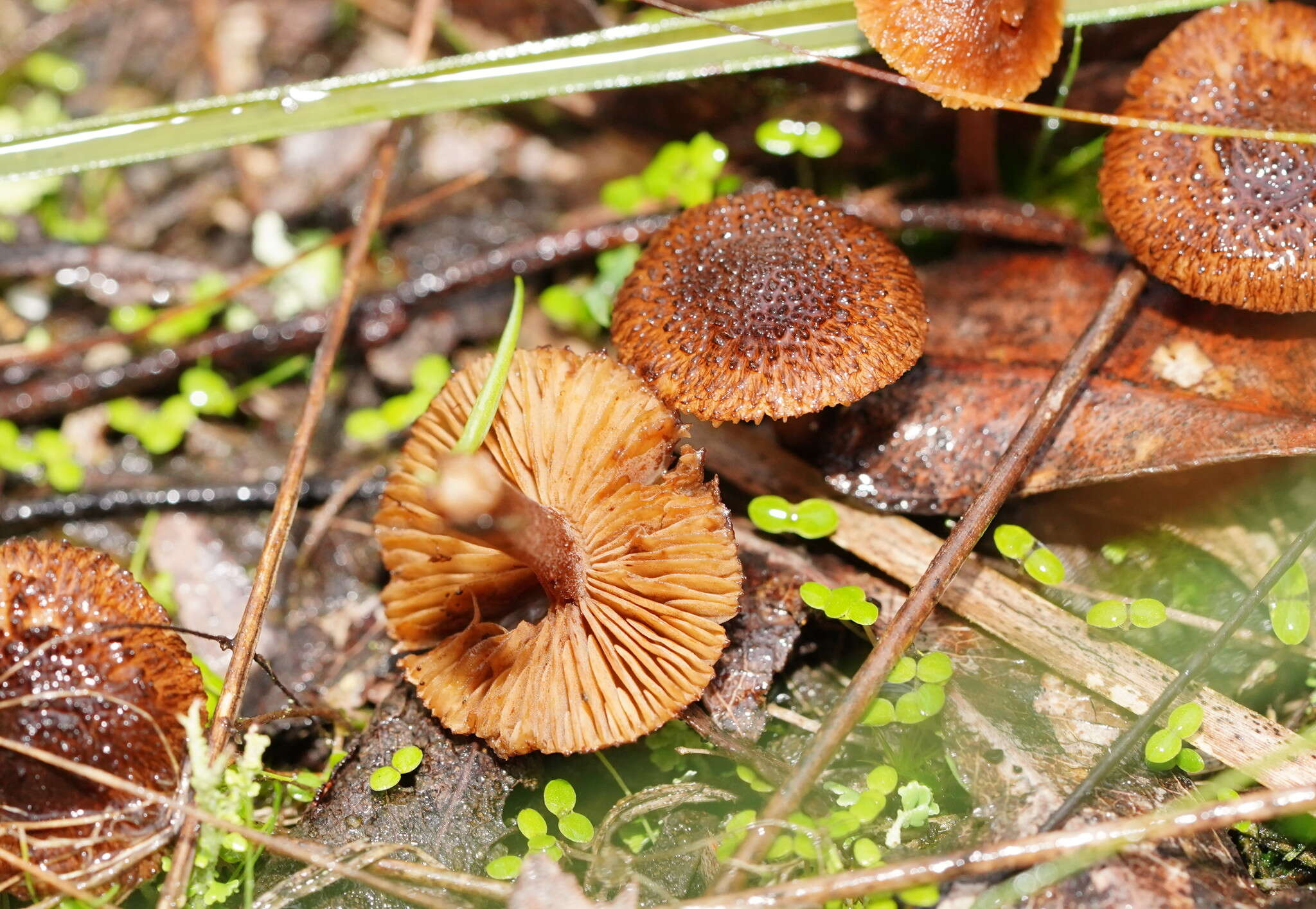 Image of Inocybe fibrillosibrunnea O. K. Mill. & R. N. Hilton 1987