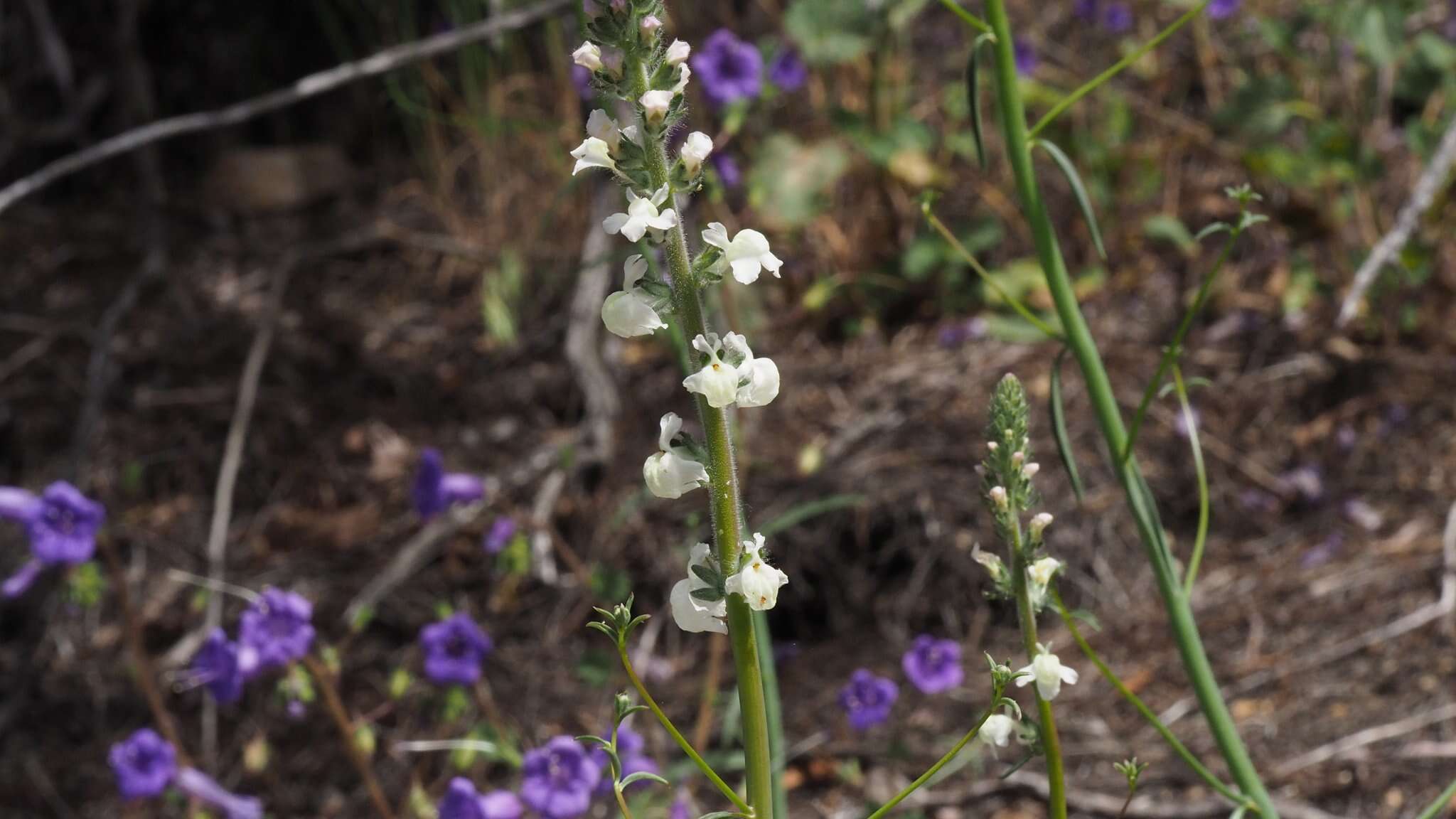 Image of Coulter's snapdragon