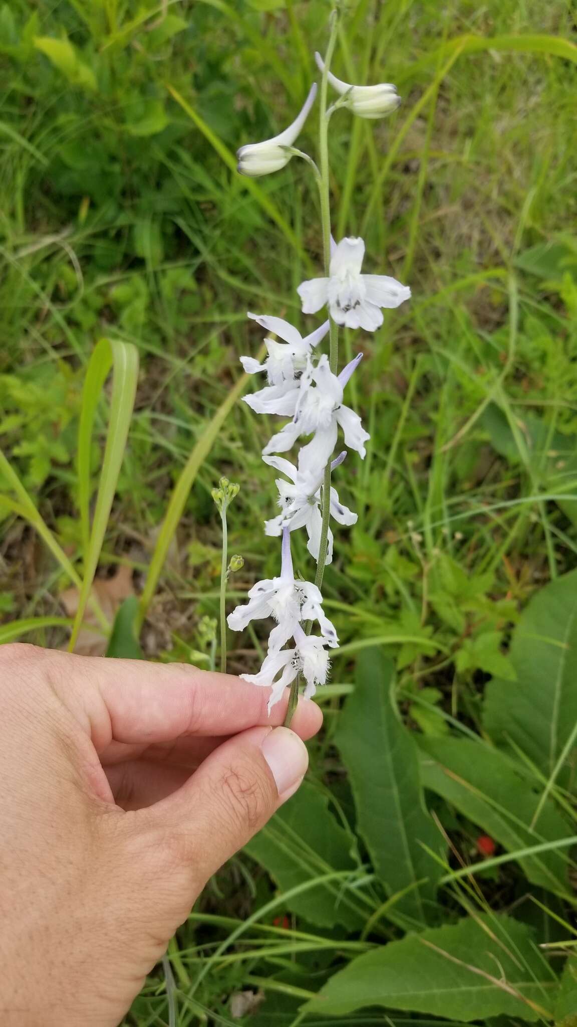 Image of Carolina larkspur