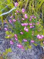 Image of Erica multumbellifera Tausch