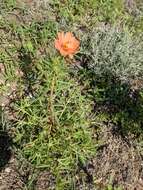 Image of shrubby purslane