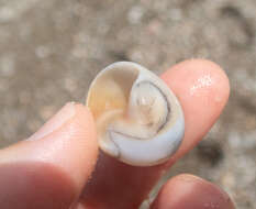 Image of Josephine's moonsnail