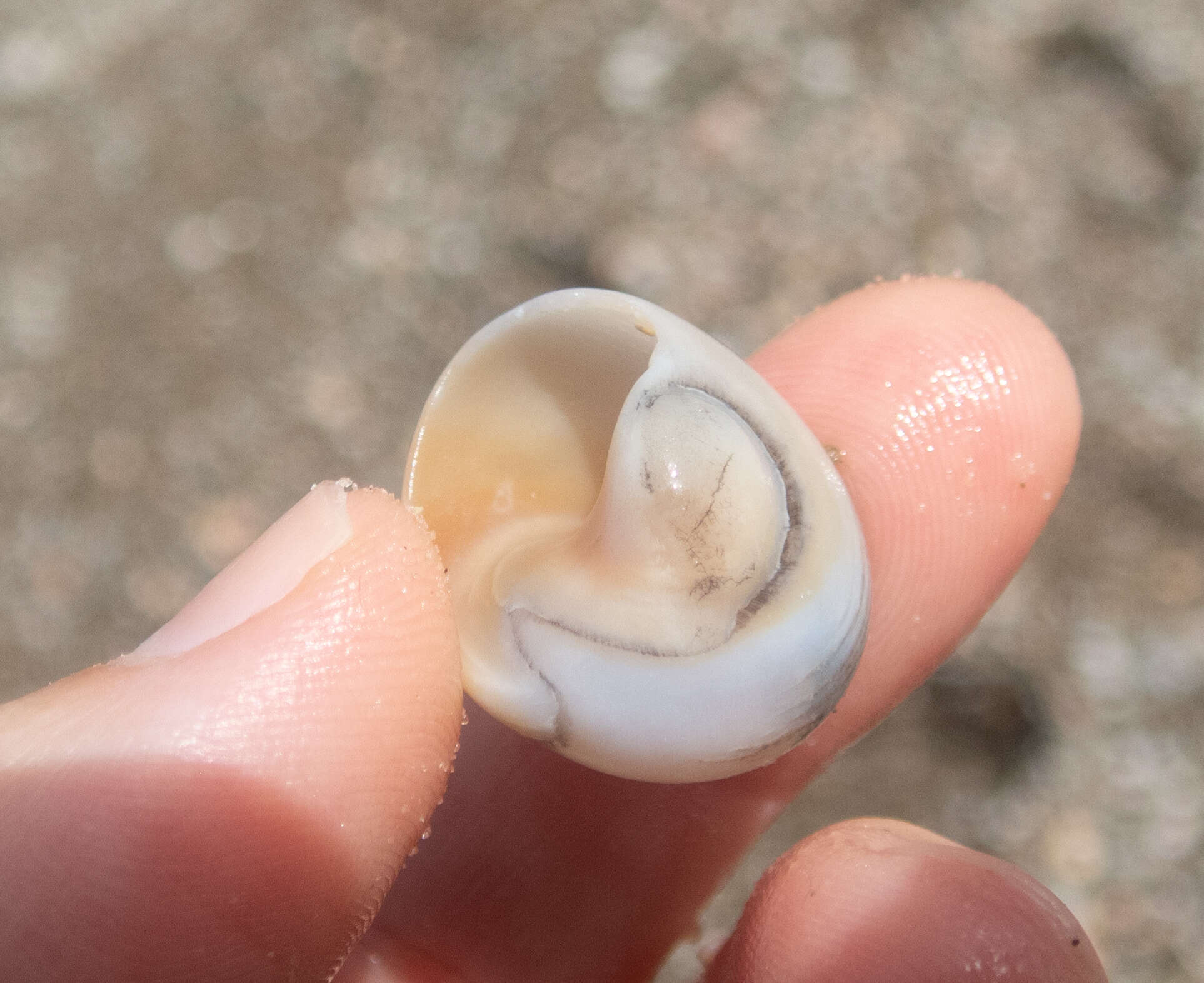 Image of Josephine's moonsnail