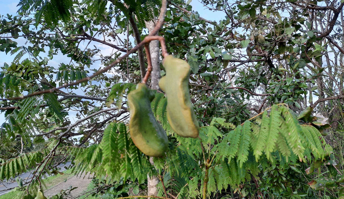 Sivun Jacaranda brasiliana (Lam.) Pers. kuva