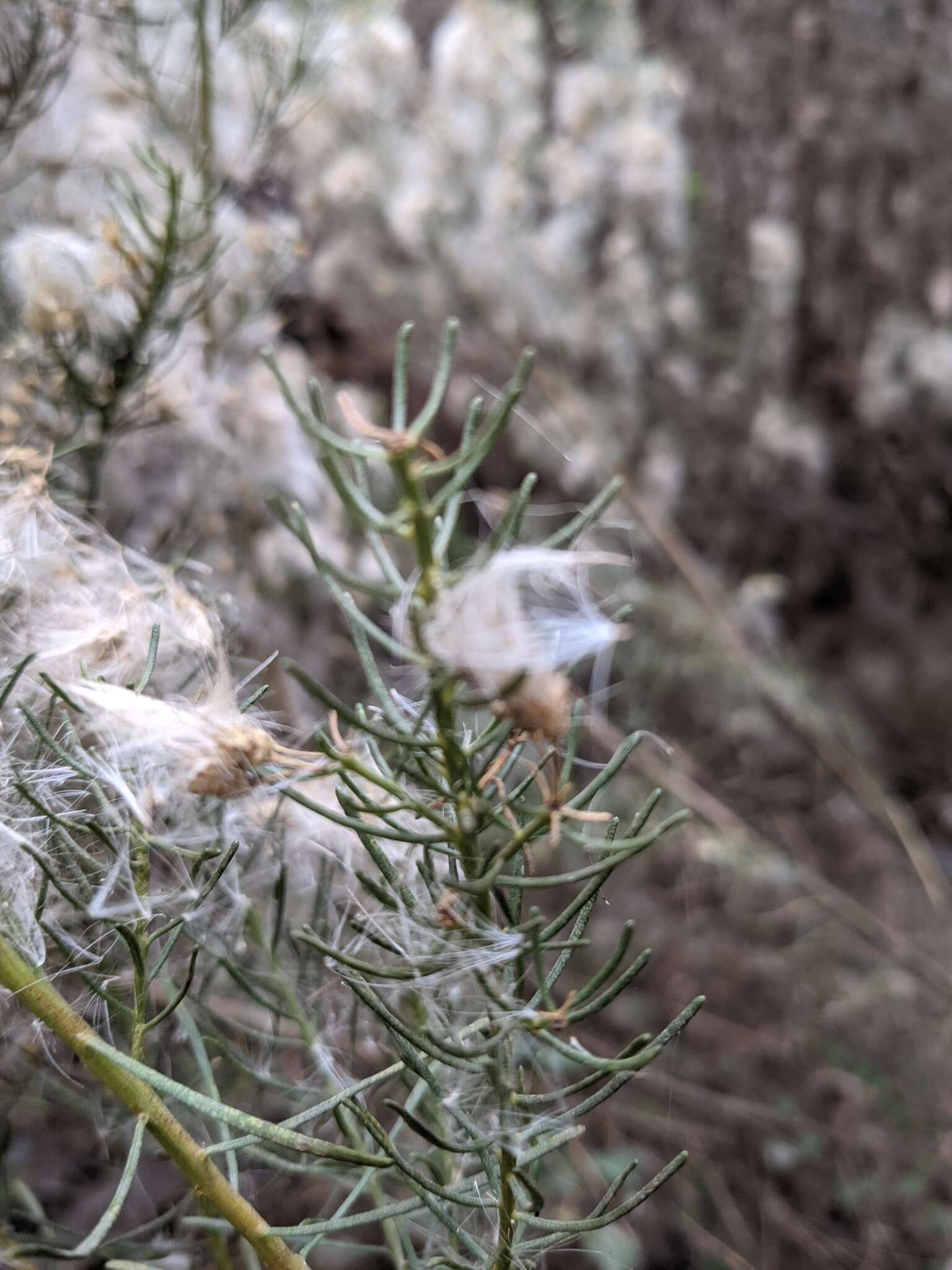 Image of Baccharis linearis (Ruiz & Pavón) Pers.