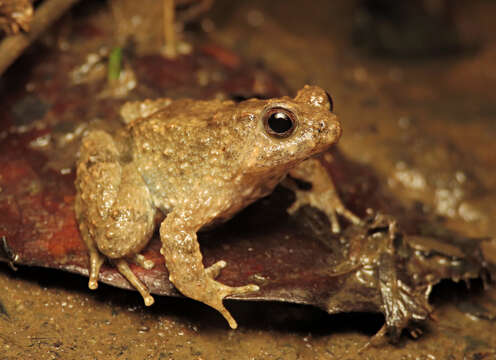 Image of Balu Oriental Frog