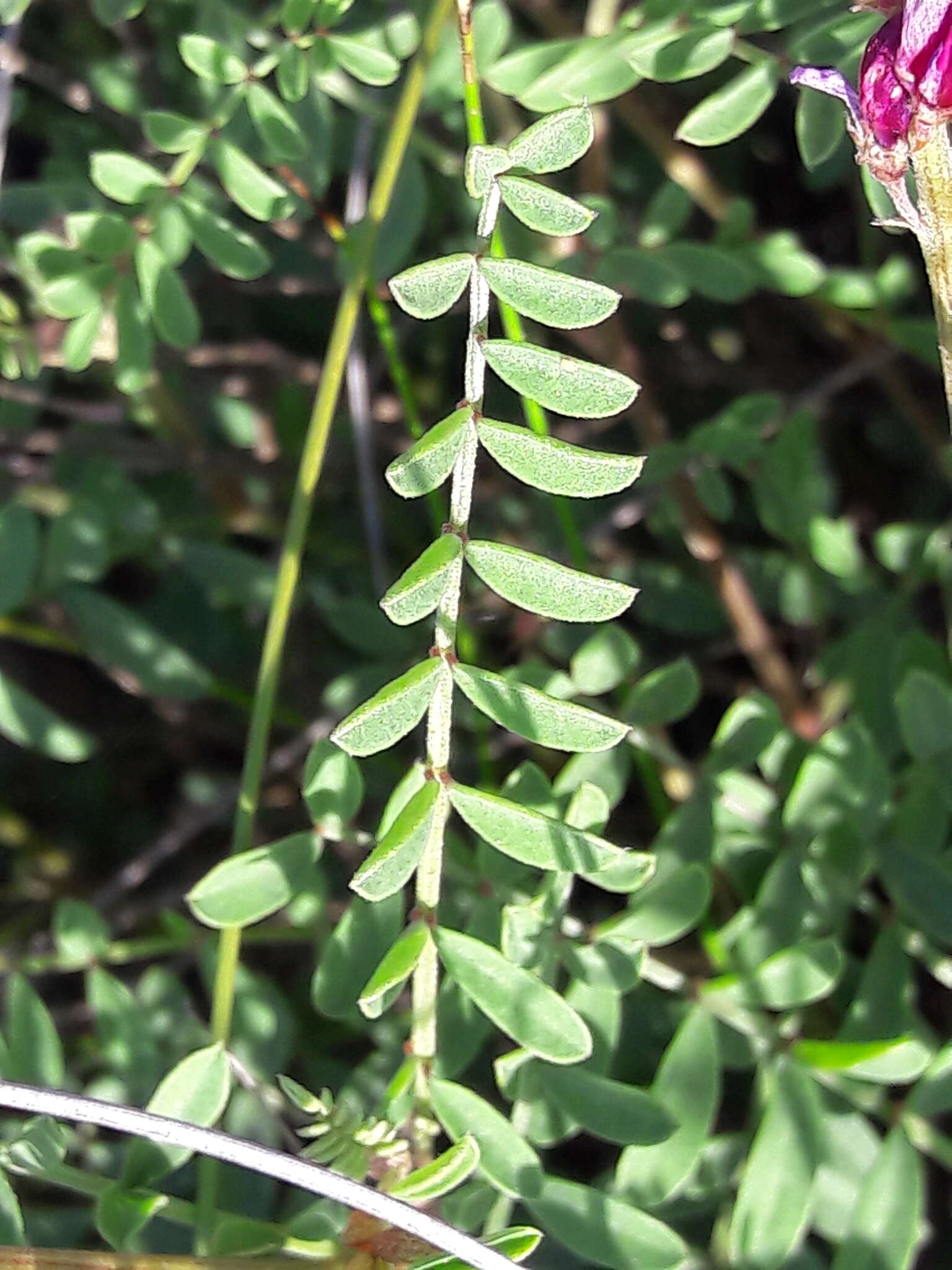 Plancia ëd Hedysarum boveanum subsp. europaeum Guitt. & Kerguelen