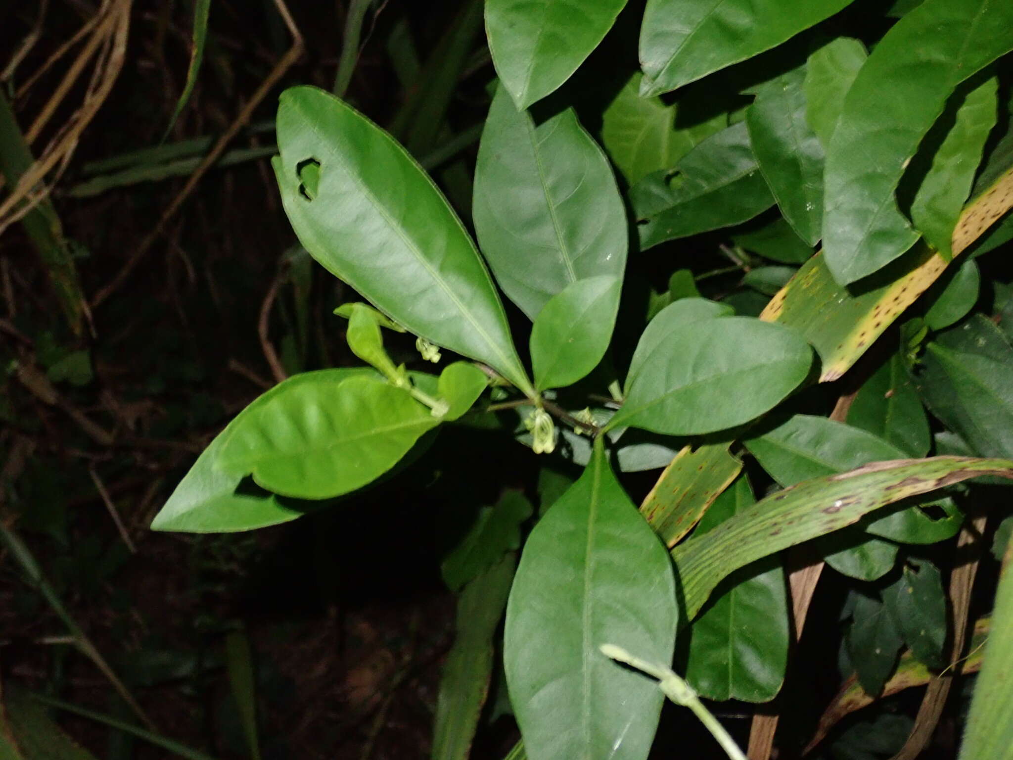 Слика од Solanum diphyllum L.