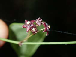 Image of <i>Vincetoxicum barbatum</i>