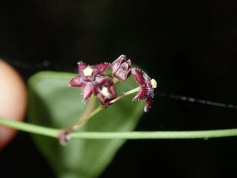 صورة <i>Vincetoxicum barbatum</i>