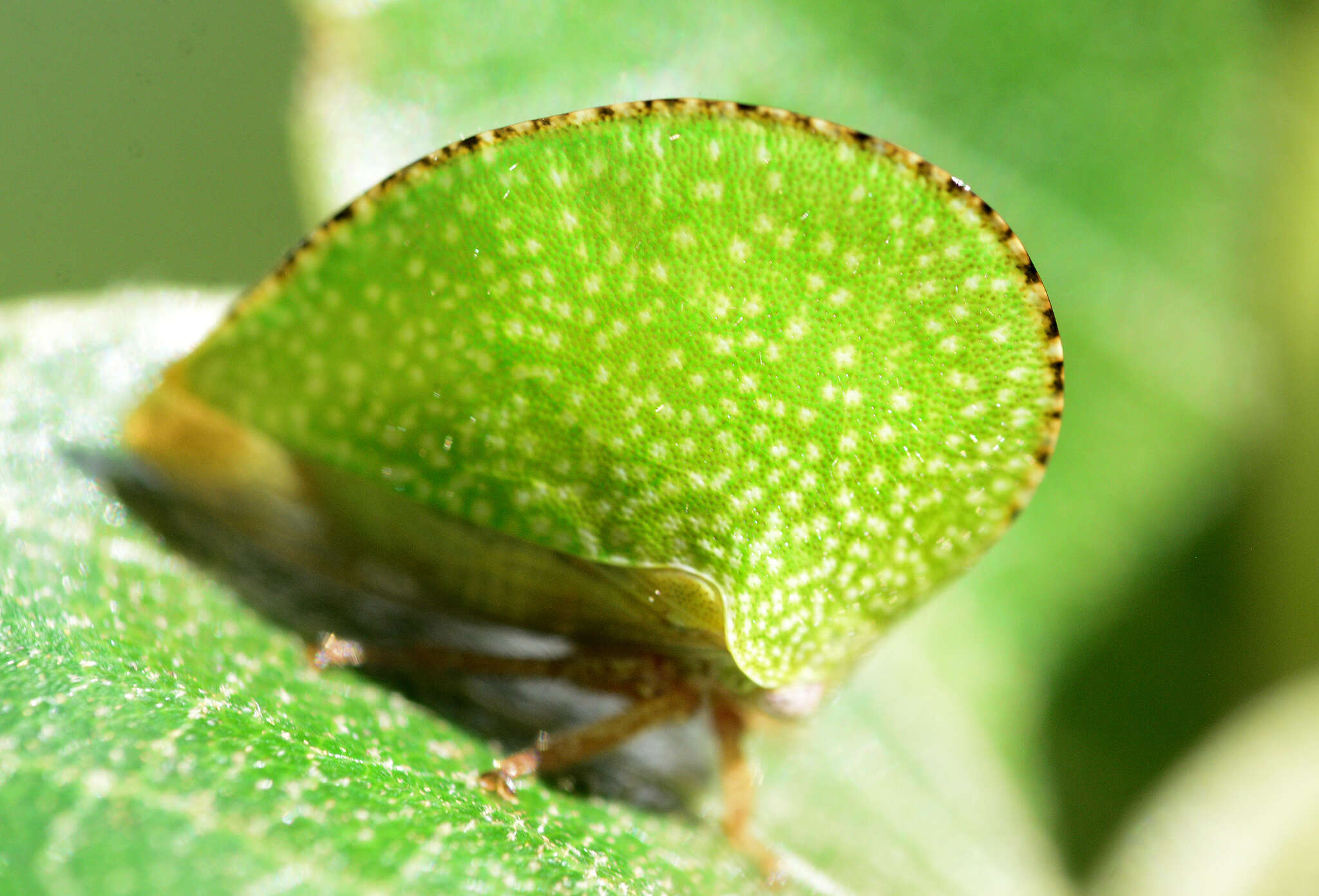 Image of Archasia auriculata Fitch